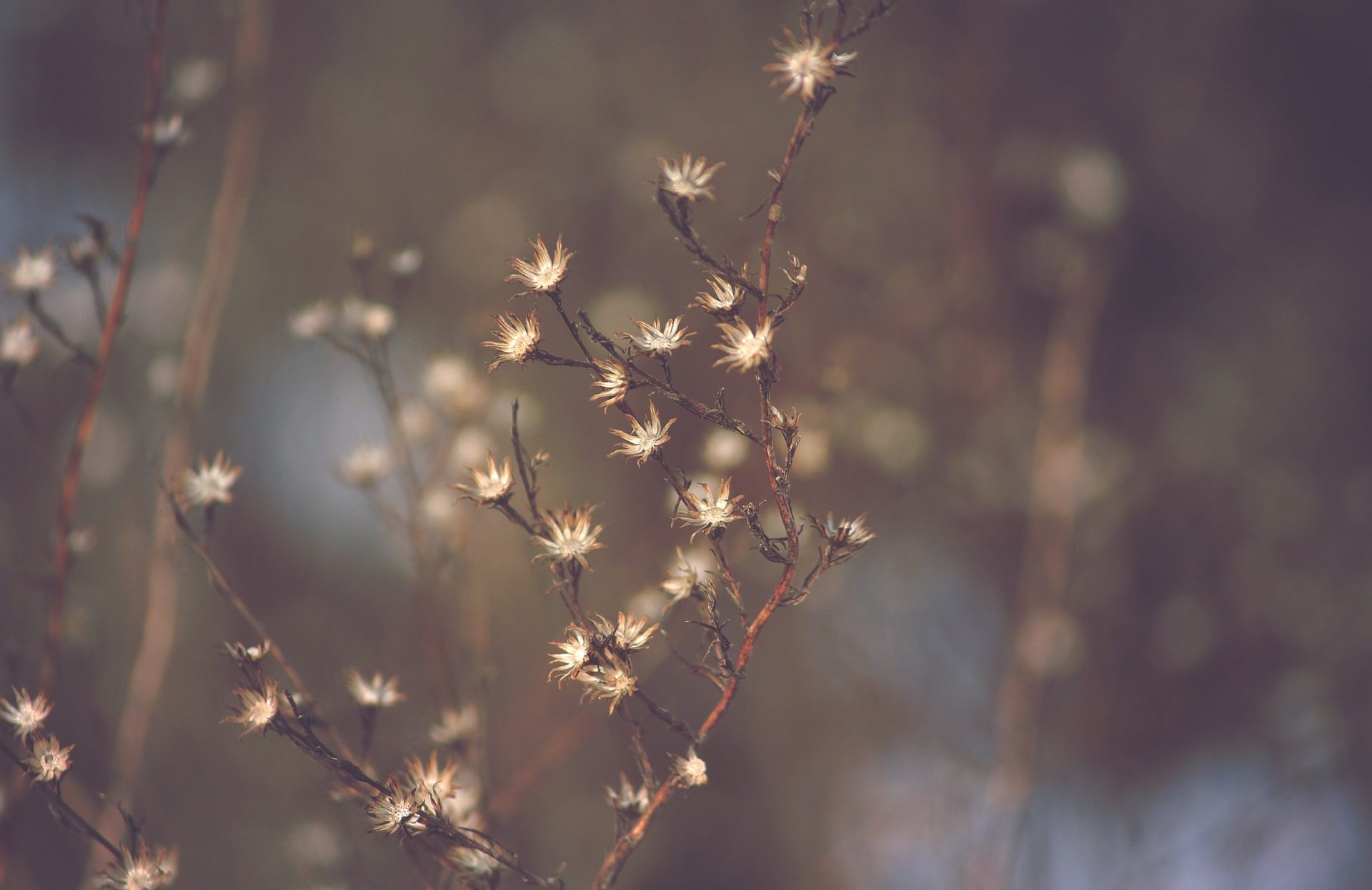 winter gardening