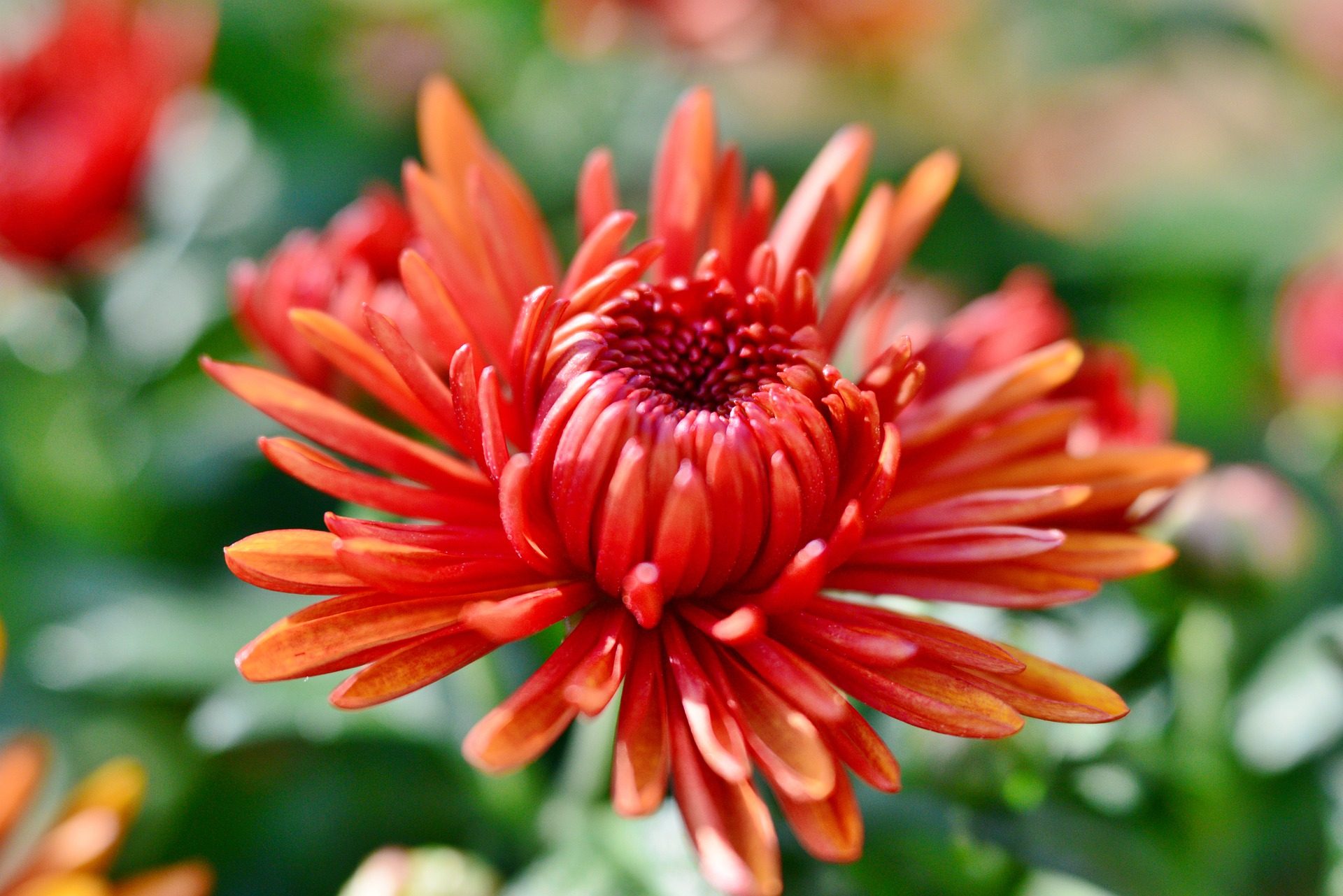 chrysanthemum flower