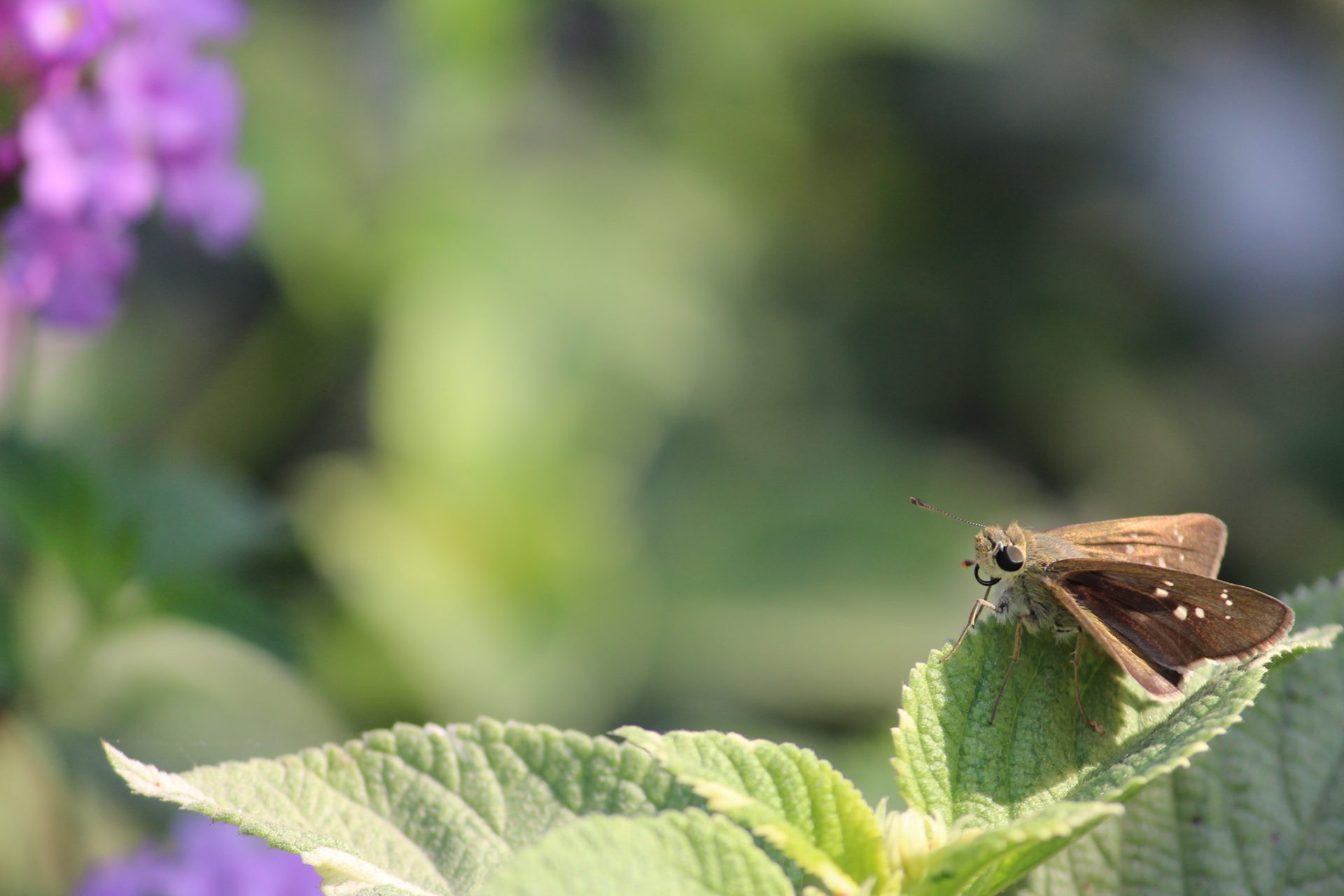 moth pest perched on leaf