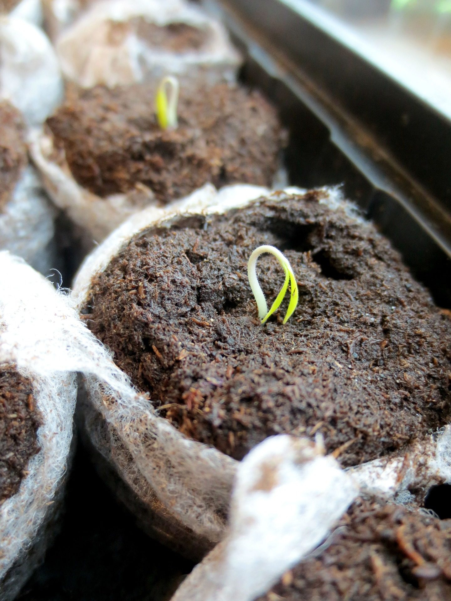 indoor gardening seedlings